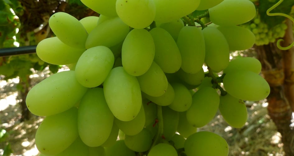 Influencing Table Grape Quality