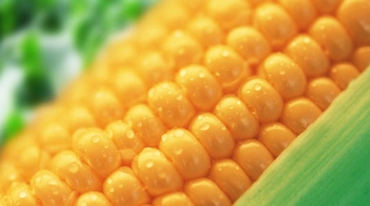 improving-maize-quality