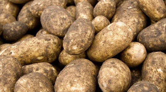 potato-starch