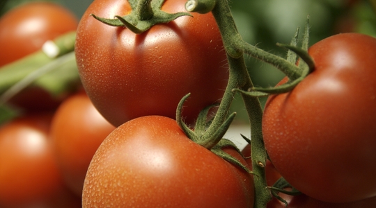 Tomato Crop Nutrition Program