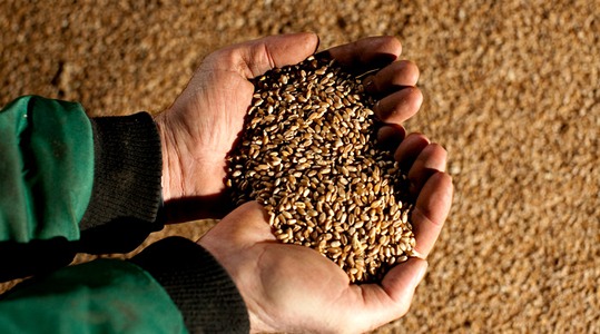 wheat-green-leaf-maintain
